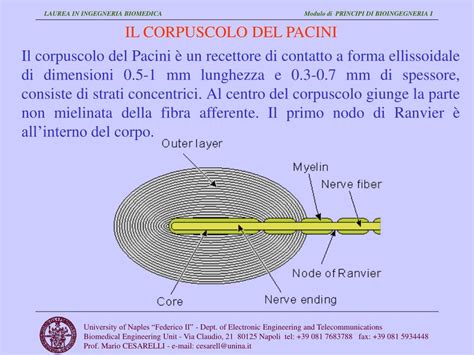 Schema di un corpuscolo di Pacini