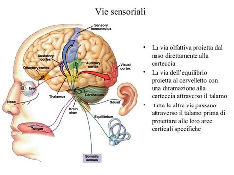 Diagramma del sistema nervoso che mostra le vie sensoriali afferenti