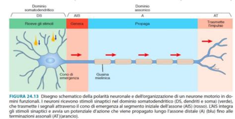 Illustrazione di una terminazione nervosa libera (recettore interstiziale)
