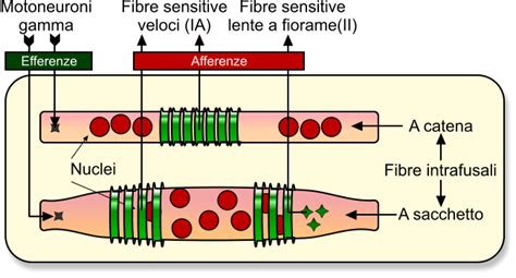 Schema di un fuso neuromuscolare