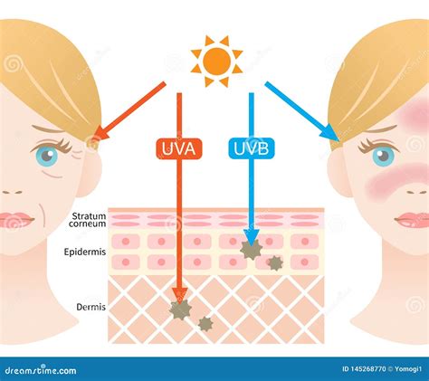 Infografica che illustra la penetrazione dei raggi UVA e UVB nella pelle