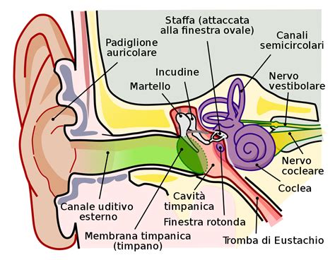 Anatomia dell'orecchio umano con le sue tre parti: esterno, medio e interno
