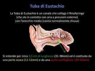 Diagramma che mostra la Tuba di Eustachio che collega l'orecchio medio al rinofaringe