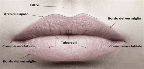 Anatomia delle labbra