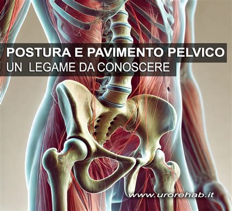 Schema anatomico del pavimento pelvico e della colonna vertebrale