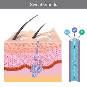 Ghiandole sudoripare umane