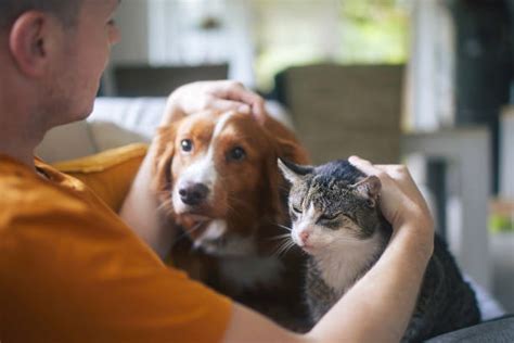 Animale domestico e proprietario che interagiscono