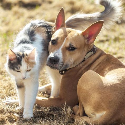 Cucciolo di cane e gatto che giocano insieme