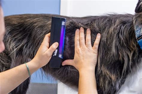 Veterinario che utilizza la lampada di Wood su un cane