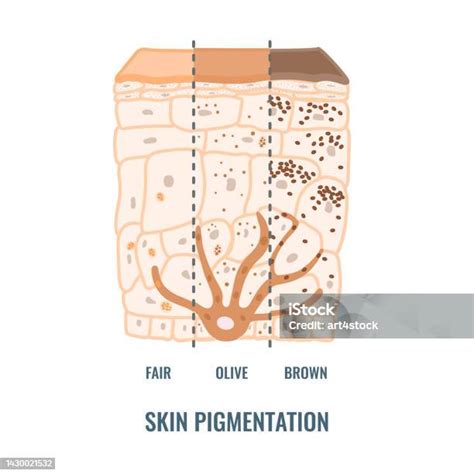 Diagramma del processo di pigmentazione della pelle