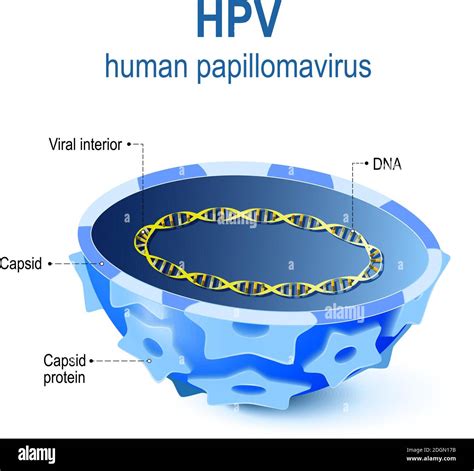 Illustrazione di un virus HPV