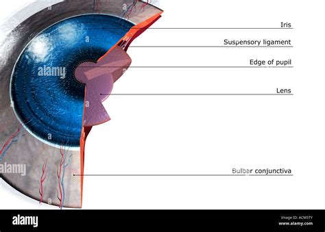 Occhio umano con sezione che mostra l'uvea
