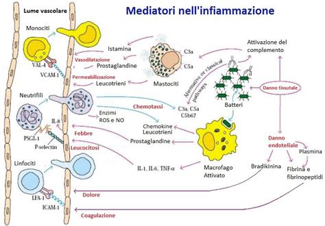 Concetto di neuro-infiammazione e rilascio di mediatori pruritogenici nella pelle