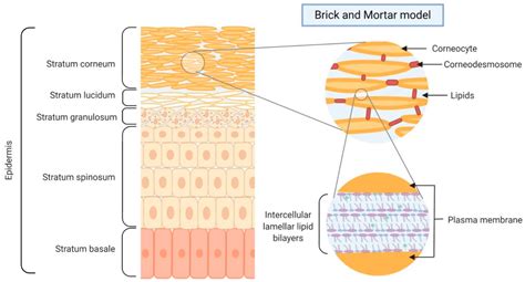 Schema che illustra la struttura della barriera cutanea e il ruolo delle ceramidi