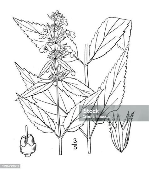 Illustrazione della pianta ortica