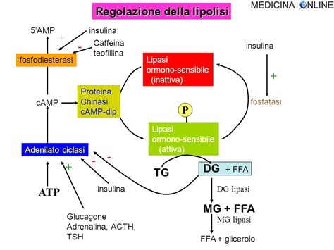 Illustrazione scientifica della lipolisi e del metabolismo dei grassi