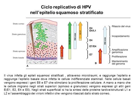 Illustrazione del virus HPV che infetta le cellule della pelle