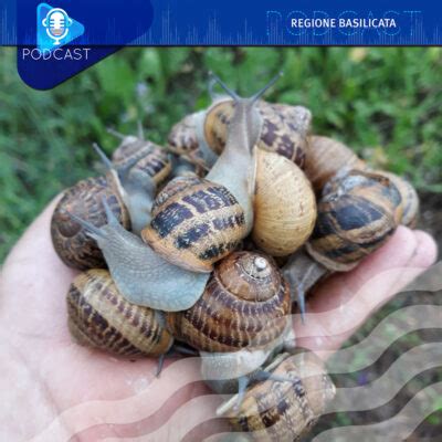 Lumache in un allevamento biologico