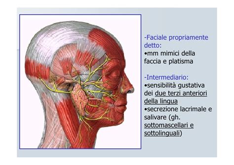 Schema generale del nervo faciale
