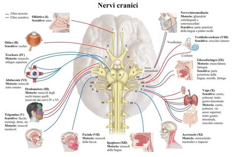 Schema del tronco encefalico con origine dei nervi cranici