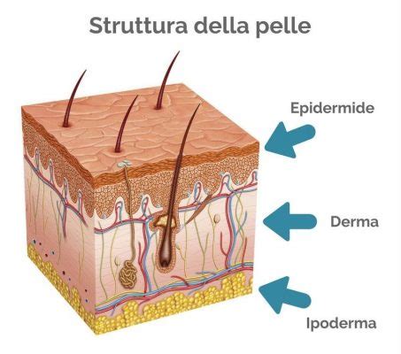 Diagramma che illustra la struttura della pelle e la formazione di una cicatrice