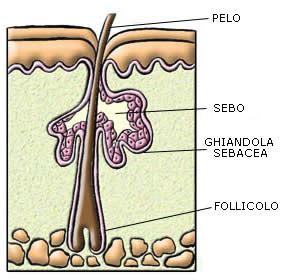 Ghiandole sebacee e formazione del brufolo