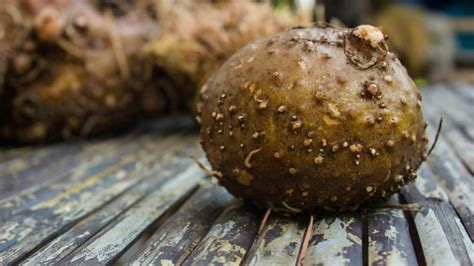 Radice della pianta di Konjac