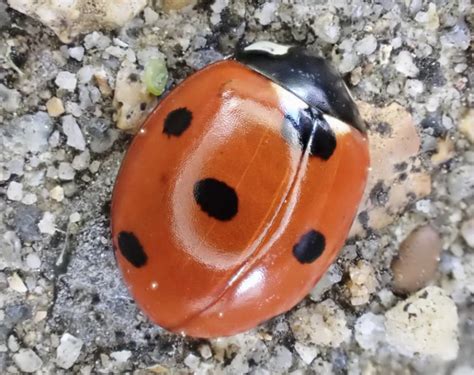 Habitat della Coccinella septempunctata