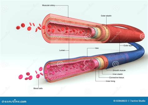 Illustrazione della dilatazione dei vasi sanguigni nella pelle