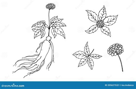 Immagine stilizzata di radici di ginseng e agrumi