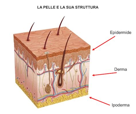 Schema degli strati della pelle