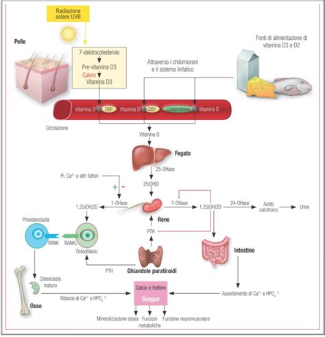 Diagramma che illustra il ruolo della Vitamina D nel sistema immunitario e nella barriera cutanea