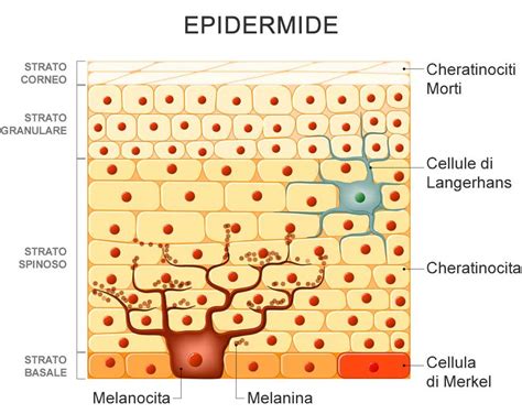 Diagramma che illustra la struttura della pelle e il ruolo dei melanociti nella produzione di melanina