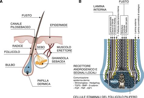 Schema dell'unità pilo-sebacea con ghiandole sebacee e follicolo pilifero
