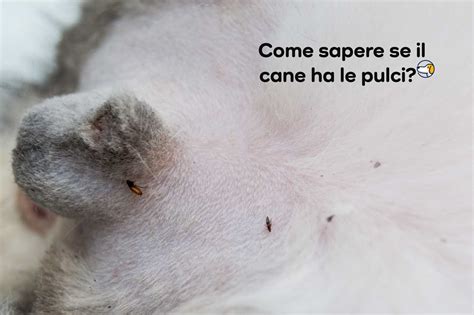 illustrazione di pulci su un prato