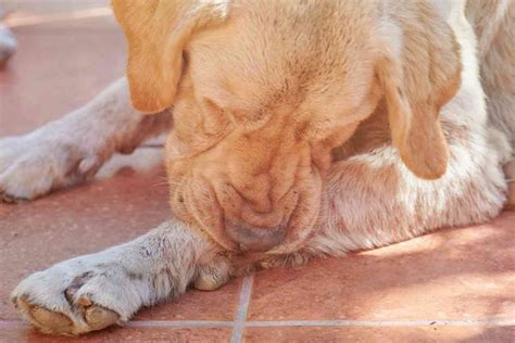 Cane che si lecca insistentemente una zampa