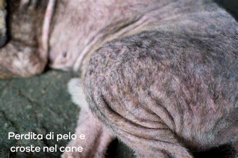 Schematizzazione nutrienti pelle cane