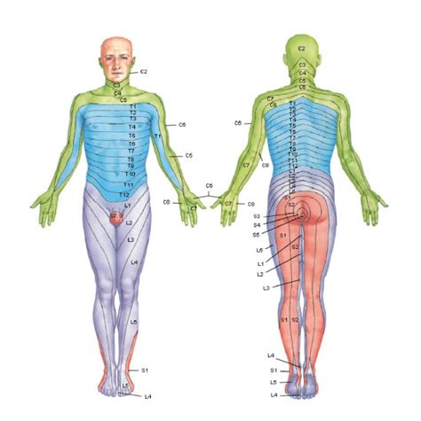 Schema che illustra la distribuzione dei dermatomero lungo il corpo