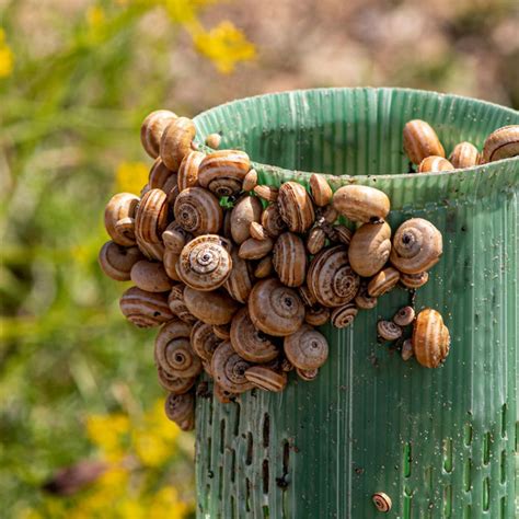 Illustrazione di un allevamento di lumache bio