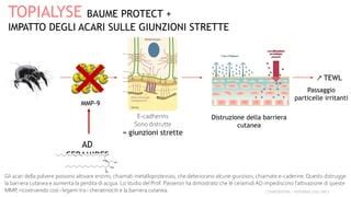 Diagramma della barriera cutanea e dell'azione degli emollienti