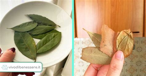 Foglie di alloro fresche e secche