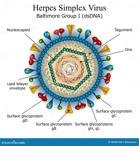 Illustrazione del virus Herpes Simplex