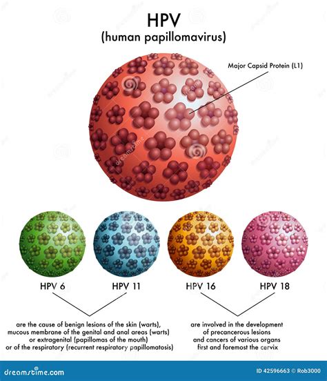 Illustrazione microscopica del Papillomavirus Umano (HPV)