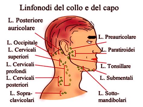 Diagramma del sistema linfatico con enfasi sui linfonodi del collo