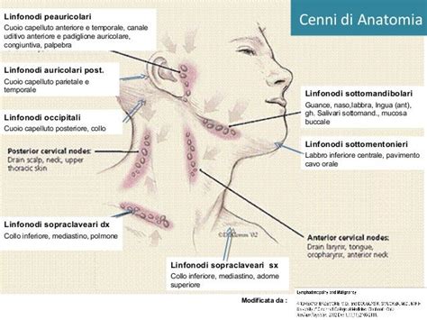 Infografica che illustra i diversi tipi di linfonodi del collo e le loro localizzazioni