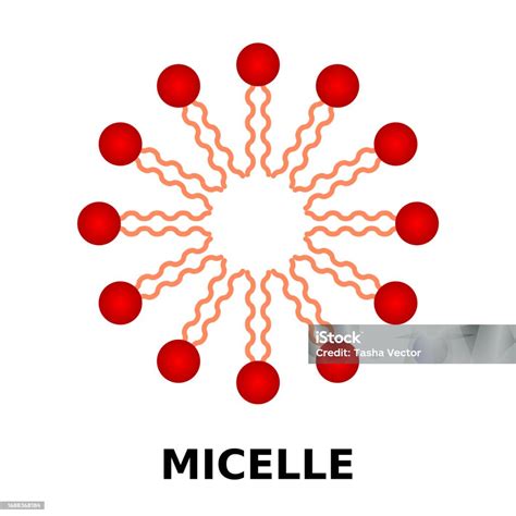 Struttura di una micella