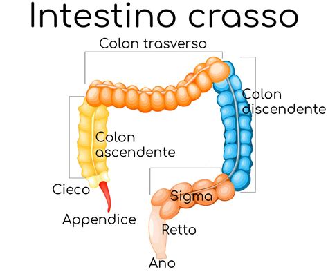 Anatomia del colon e retto affetti da colite ulcerosa