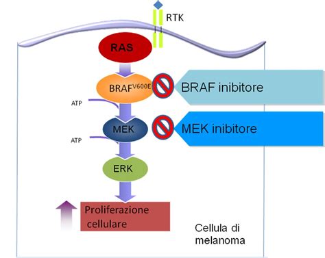 Schema molecolare di BRAF e MEK