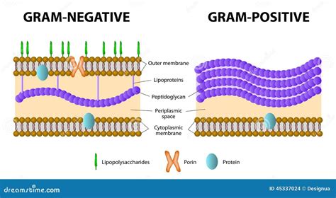 Illustrazione di batteri Gram-positivi e Gram-negativi