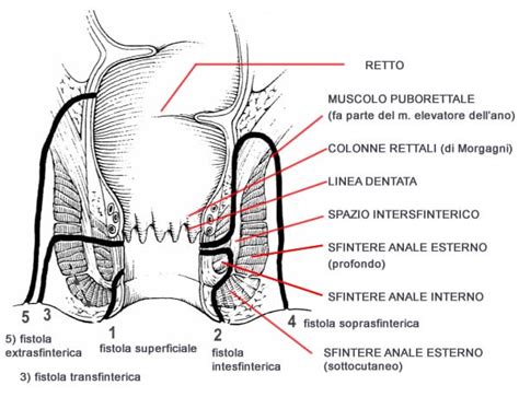 Diagramma anatomico del canale anale e della zona perianale